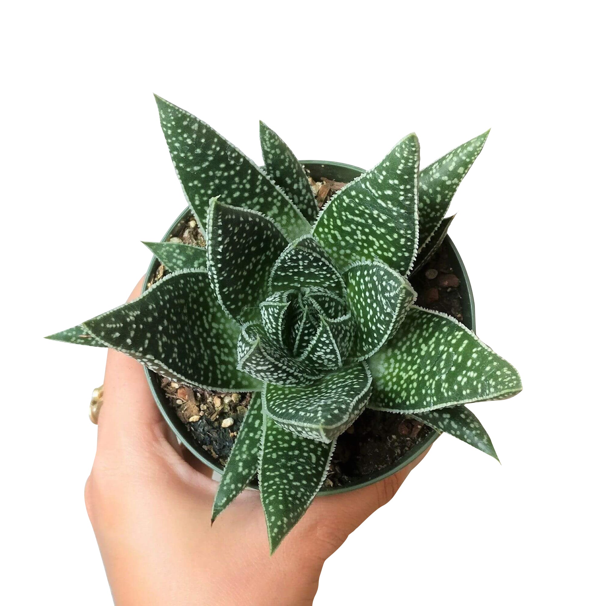 variegated spiky succulent Gasteria Flow Lace Aloe Succulent