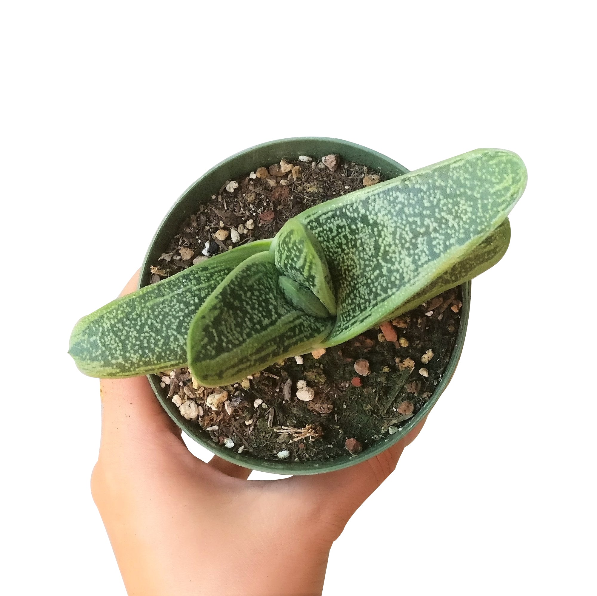 warty succulent Gasteria Little Warty Succulent - Unique Texture Low Maintenance Plant