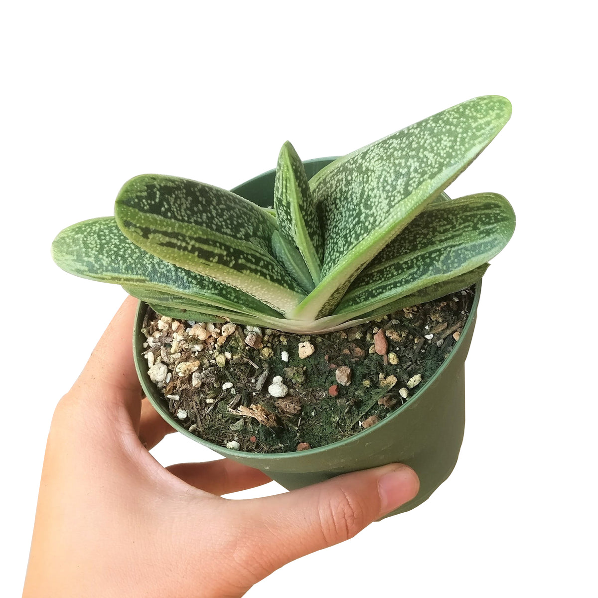 gasteria little warty, aloe vera, green succulent, succulent box, delivery box, succulent species, succulent garden, diy succulent, cactus green, garden gift, cool garden ideas, growing succulent, creative landscapes