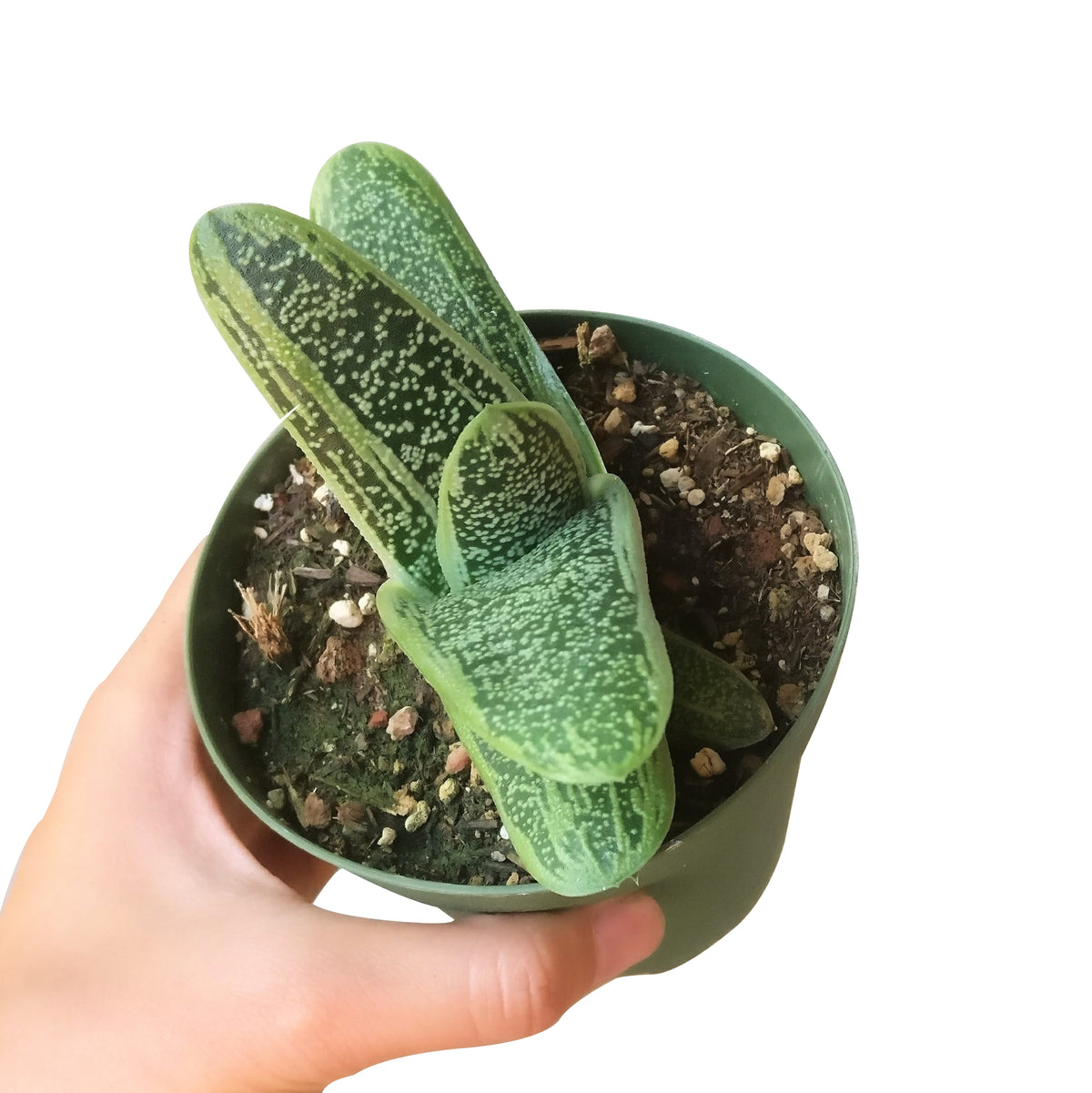gasteria little warty, aloe vera, green succulent, succulent box, delivery box, succulent species, succulent garden, diy succulent, cactus green, garden gift, cool garden ideas, growing succulent, creative landscapes
