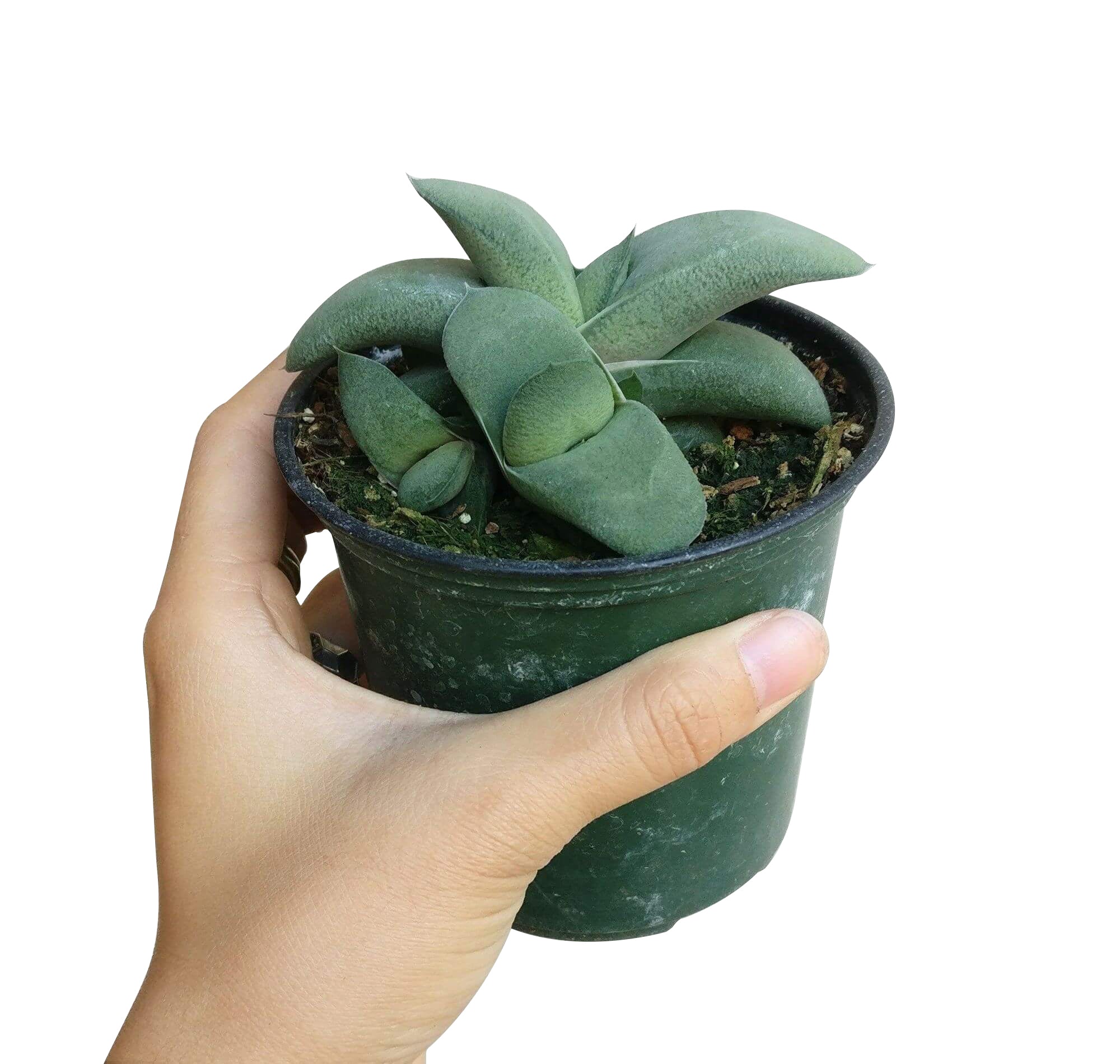 succulent tongue plant Gasteria Ox Tongue Succulent Plant with Care Guide 4 inch / Clay Pot by Succulents Box