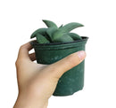succulent plant, succulent care tips, how to grow succulents, Succulents shop near me, Rare succulents, Succulents, succulents garden, cactus, Gasteria ox tongue in California, How to grow Gasteria ox tongue
