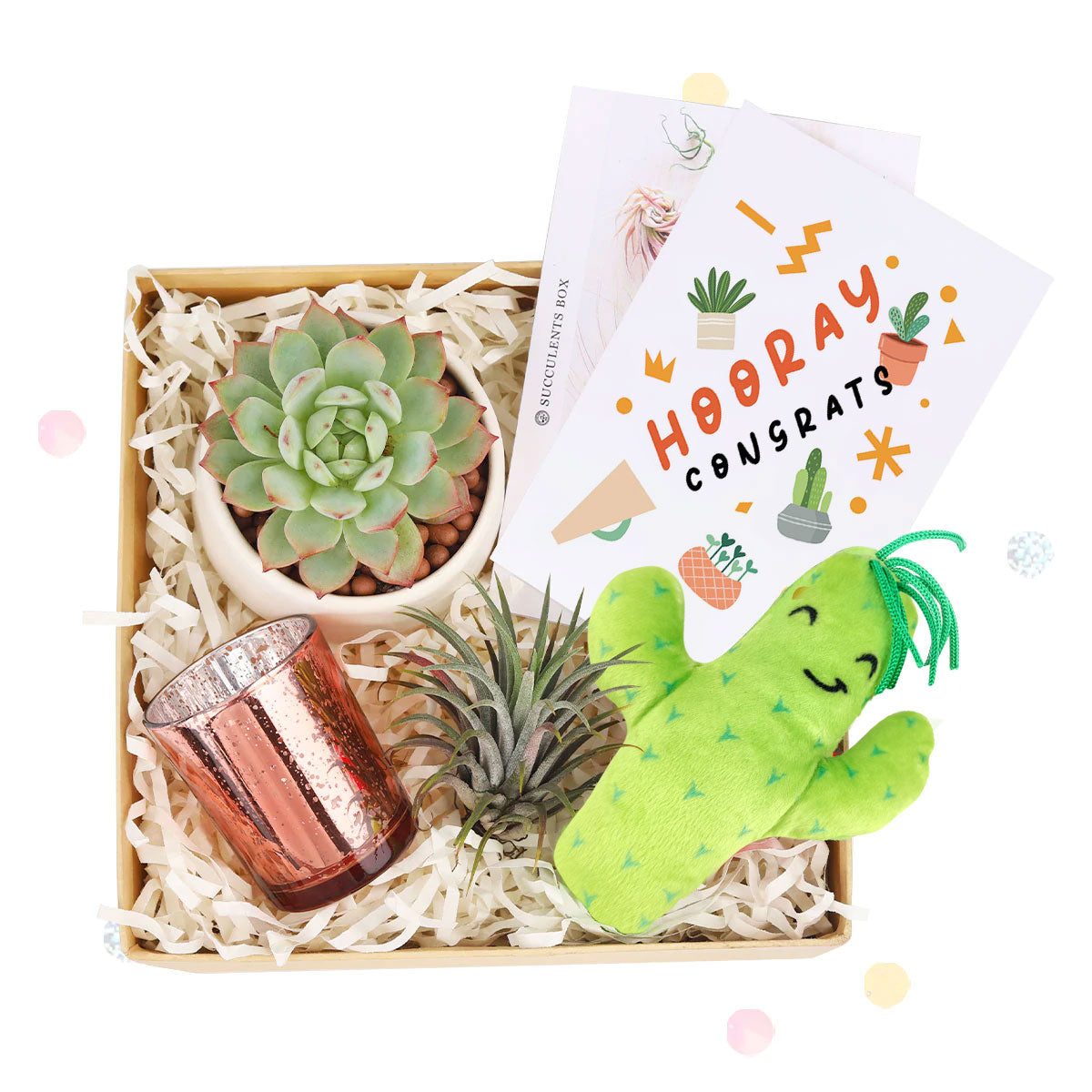 EcoFriendly Succulent Gift Box for Employee, Corporate Gift Succulents For Sale Online, Succulent Thank You Gift Ideas, Thank you gift for your staff in 2023, Customizable Gift Boxes for employees and clients, Office gift for employees, Employee appreciation day 2023 ideas, Succulent Plants for Clients &amp; Employees for sale