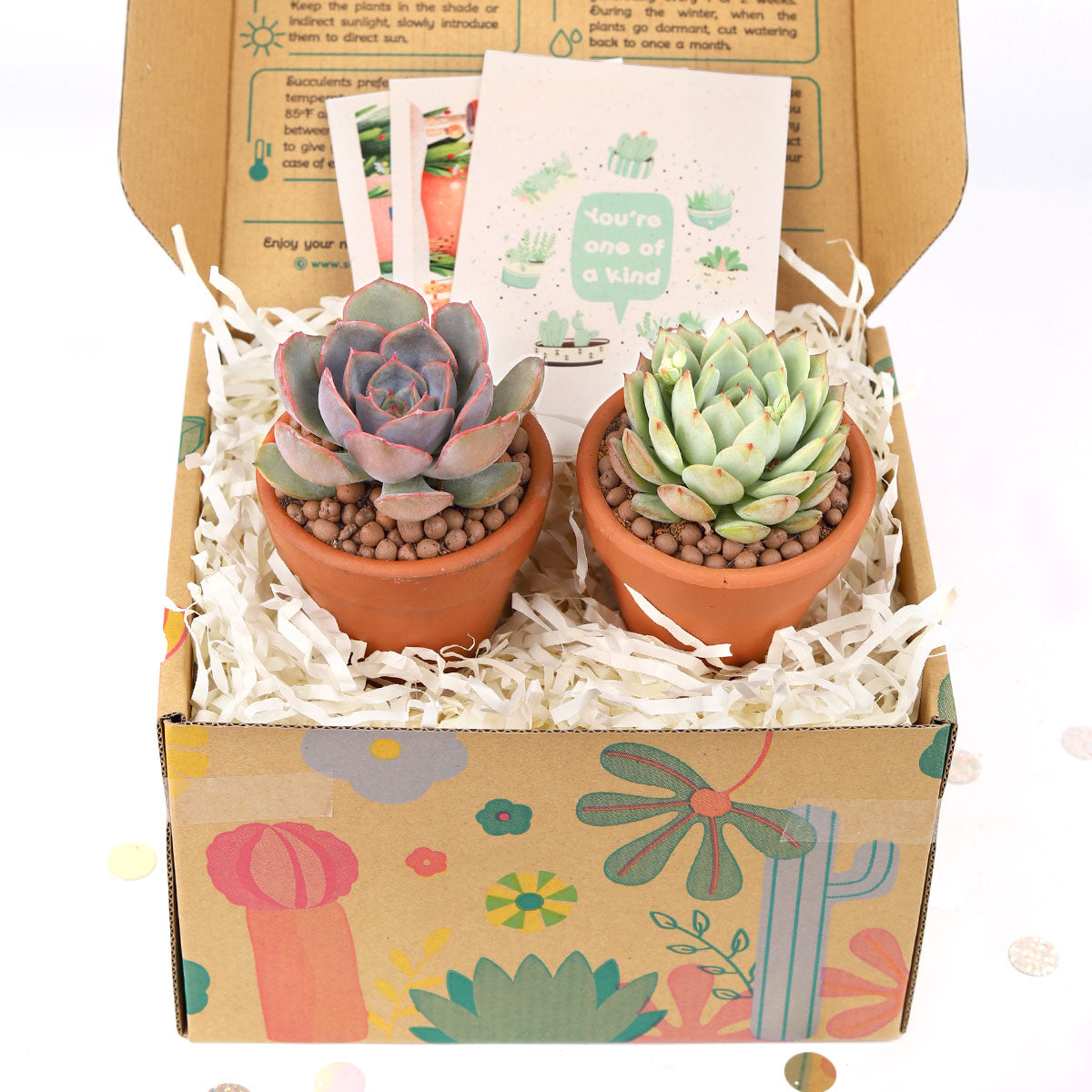 EcoFriendly Succulent Gift Box for Employee, Corporate Gift Succulents For Sale Online, Succulent Thank You Gift Ideas, Thank you gift for your staff in 2025, Customizable Gift Boxes for employees and clients, Office gift for employees, Employee appreciation day 2025 ideas, Succulent Plants for Clients &amp; Employees for sale