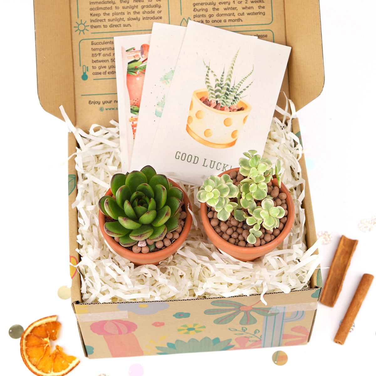 succulents for christmas gifts Unique Christmas Gifts: Succulents Gift Box for your Plant Lovers