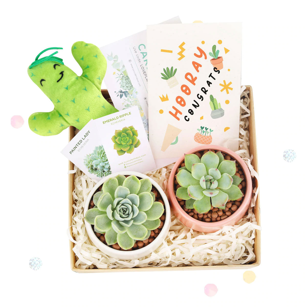 EcoFriendly Succulent Gift Box for Employee, Corporate Gift Succulents For Sale Online, Succulent Thank You Gift Ideas, Thank you gift for your staff in 2023, Customizable Gift Boxes for employees and clients, Office gift for employees, Employee appreciation day 2023 ideas, Succulent Plants for Clients &amp; Employees for sale