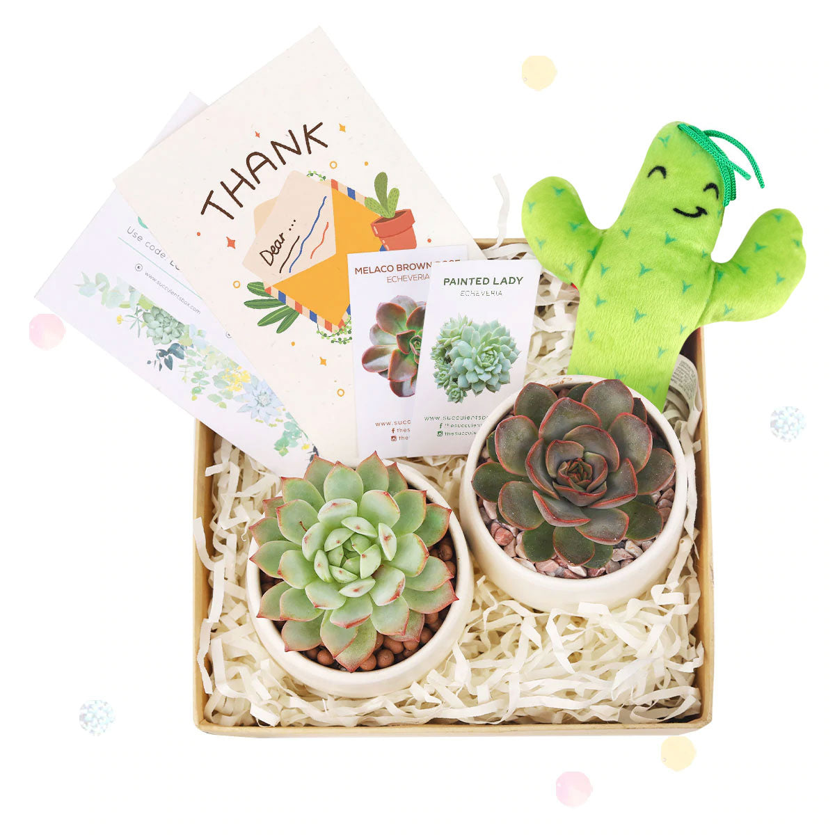 EcoFriendly Succulent Gift Box for Employee, Corporate Gift Succulents For Sale Online, Succulent Thank You Gift Ideas, Thank you gift for your staff in 2023, Customizable Gift Boxes for employees and clients, Office gift for employees, Employee appreciation day 2023 ideas, Succulent Plants for Clients &amp; Employees for sale