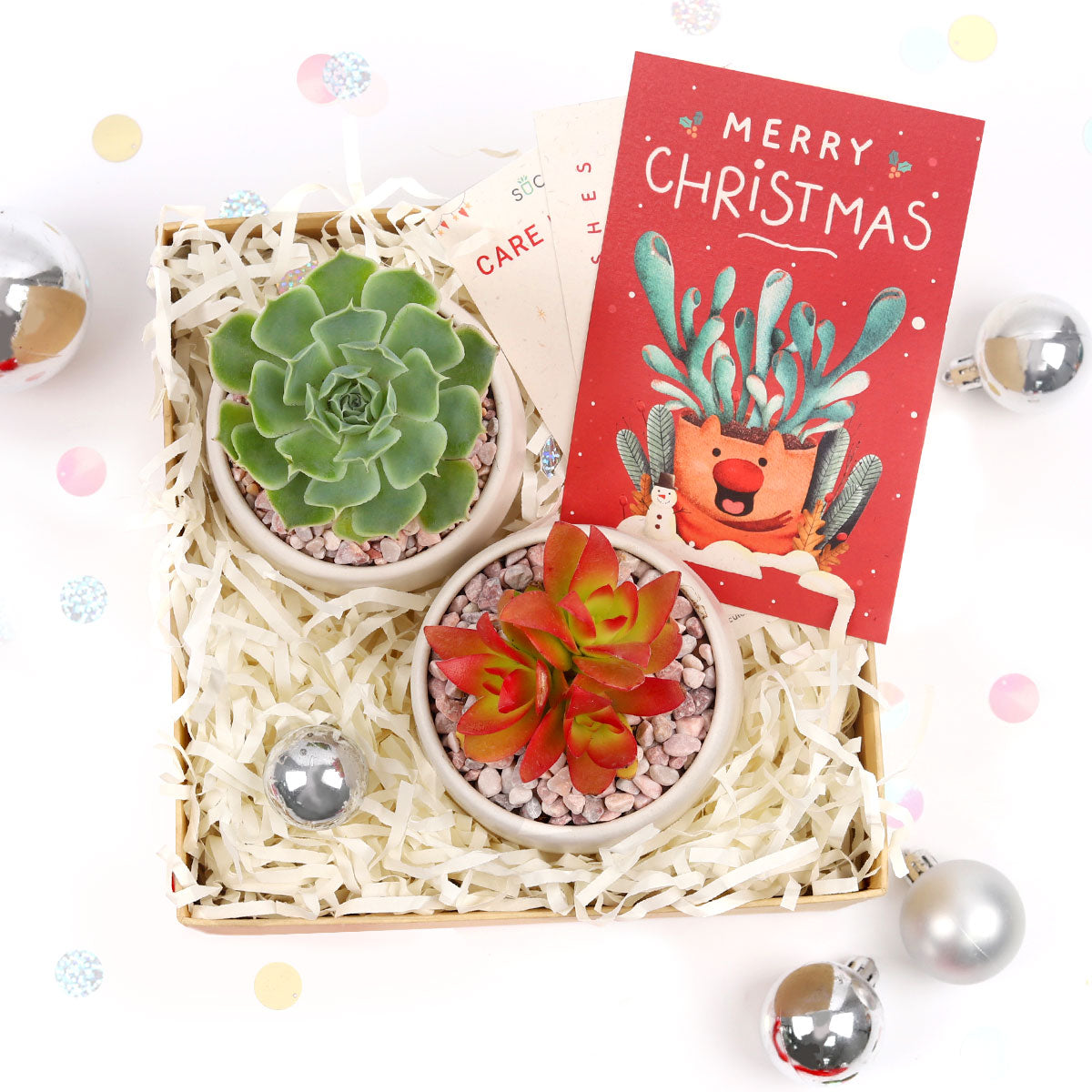 succulents for christmas gifts Unique Christmas Gifts: Succulents Gift Box for your Plant Lovers