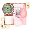 How to use gardening tool kit for growing succulent plants