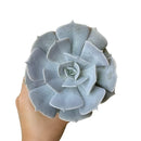 Ghost echeveria for sale, succulents garden, succulent care, succulent plant, succulent care tips, succulents shop in California, cactus, succulents store in CA, indoor succulents, Ghost echeveria in California, How to grow Ghost echeveria, Growing succulents for thanksgiving, echeveria, echeveria succulent, echeveria types, succulent echeveria, buy succulents online, succulent shop, succulent store, echeveria plant, indoor succulents