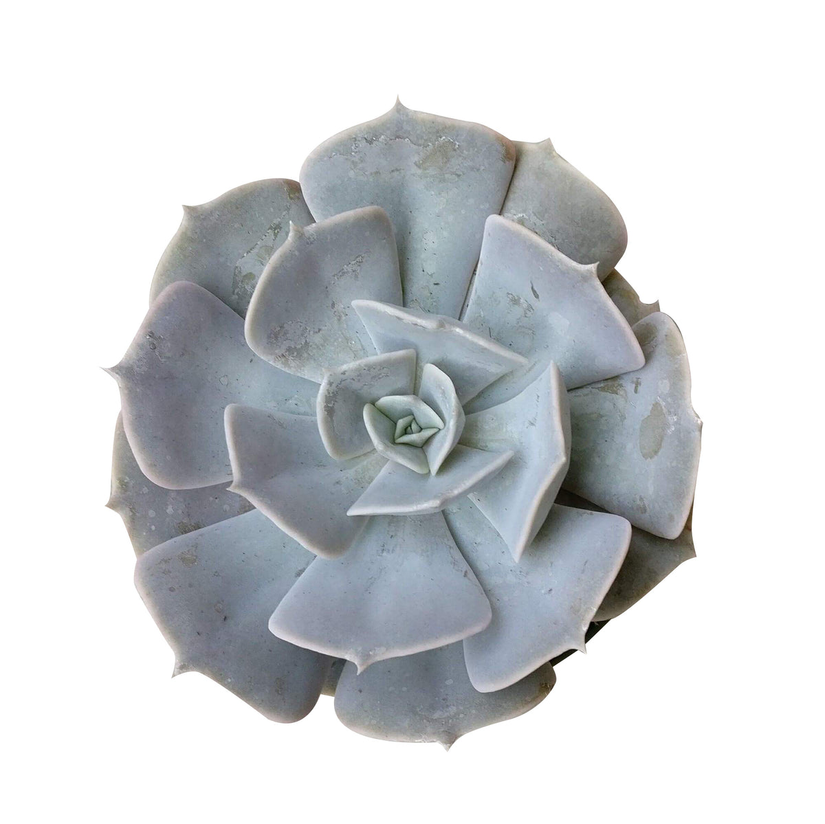 Ghost echeveria for sale, succulents garden, succulent care, succulent plant, succulent care tips, succulents shop in California, cactus, succulents store in CA, indoor succulents, Ghost echeveria in California, How to grow Ghost echeveria, Growing succulents for thanksgiving, echeveria, echeveria succulent, echeveria types, succulent echeveria, buy succulents online, succulent shop, succulent store, echeveria plant, indoor succulents