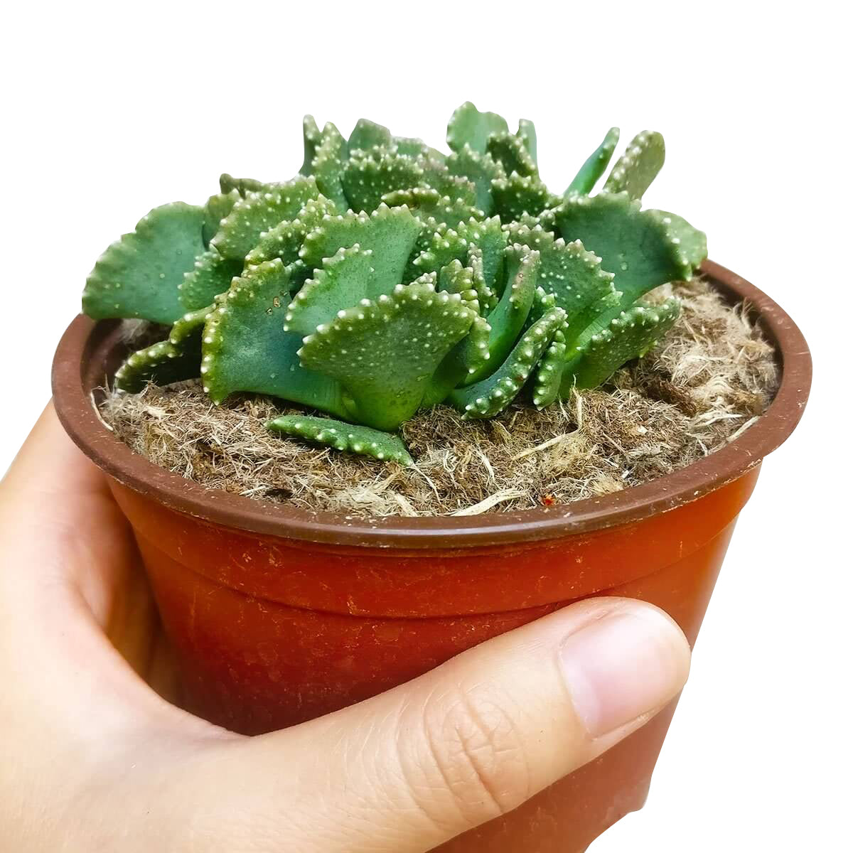 largest succulent plant in the world Giant Jewel Plant Aloinopsis malherbei | Succulents Care