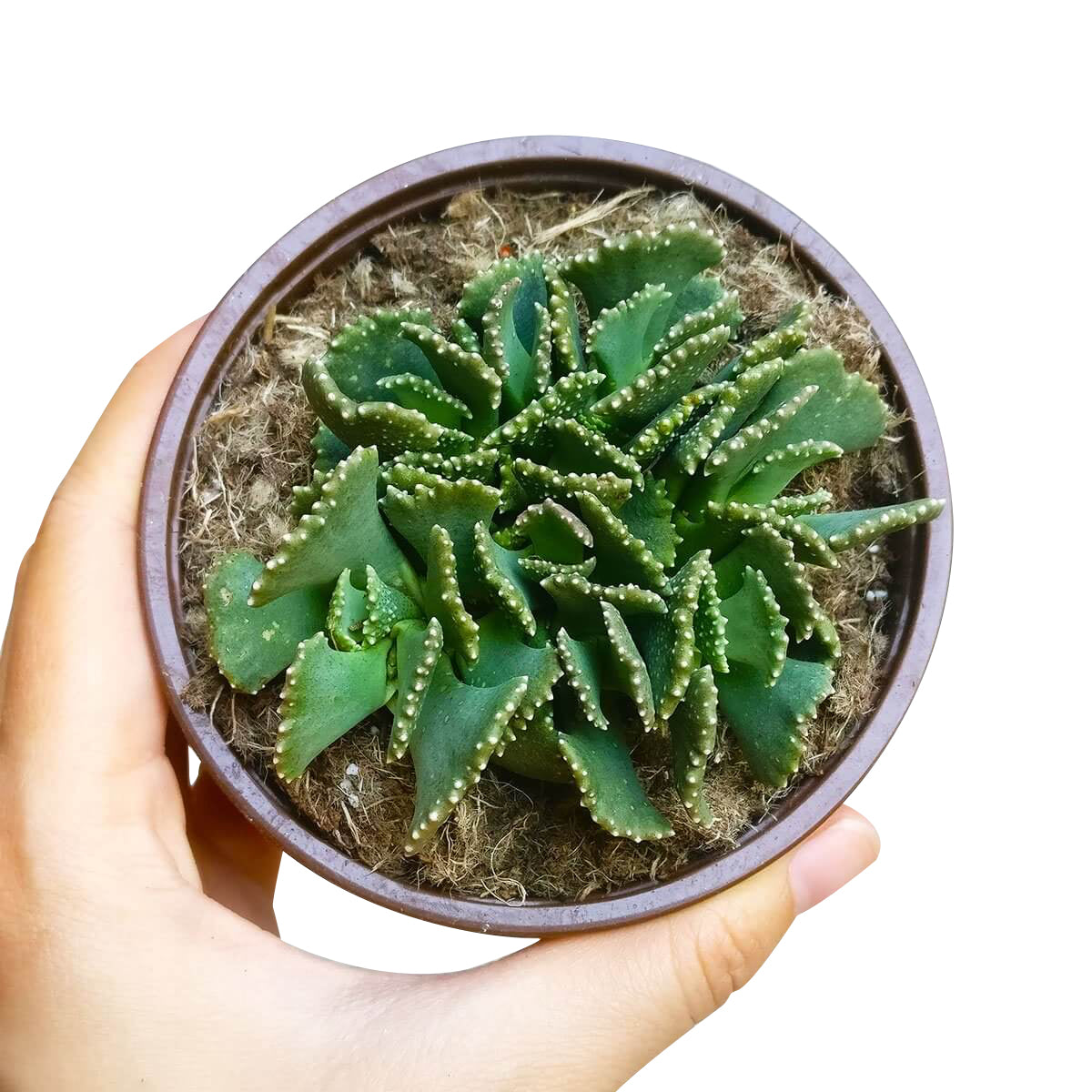 altenew mega succulent Giant Jewel Plant Aloinopsis malherbei | Succulents Care