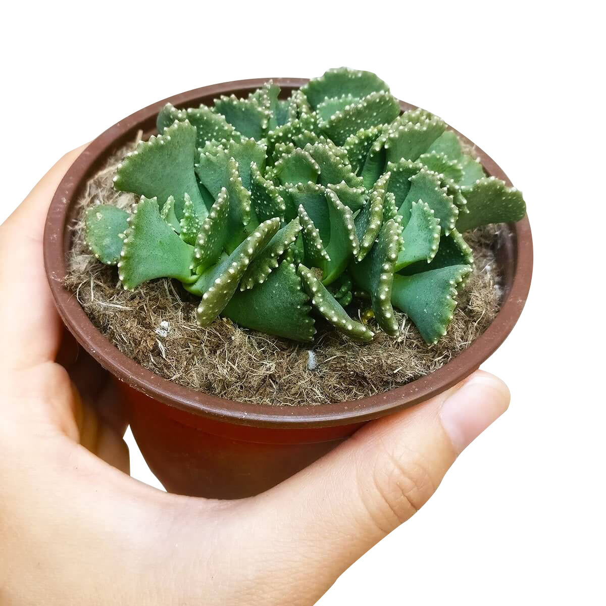 jewel plant succulent Giant Jewel Plant Aloinopsis malherbei | Succulents Care