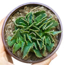 Giant Jewel Plant Succulent Cactus