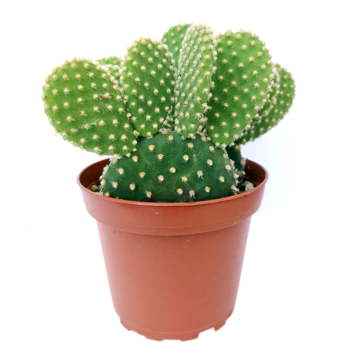 golden angel wing cactus, succulents, cactus, succulent plant, succulent care, rare succulents, indoor succulents, outdoor succulents, succulent subscription, monthly succulents, succulent care guide, succulents shop near me, golden wings succulent in California, succulents store in CA, how to grow Bunny Ears Cactus, cactus, cactus succulent, succulent cactus, cacti, cactus and succulents, succulents box, succulent shop, buy succulents online