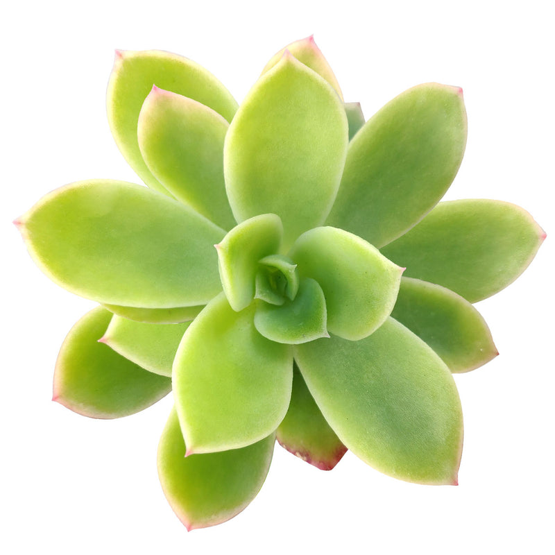 Echeveria Golden Glow - Succulents Box