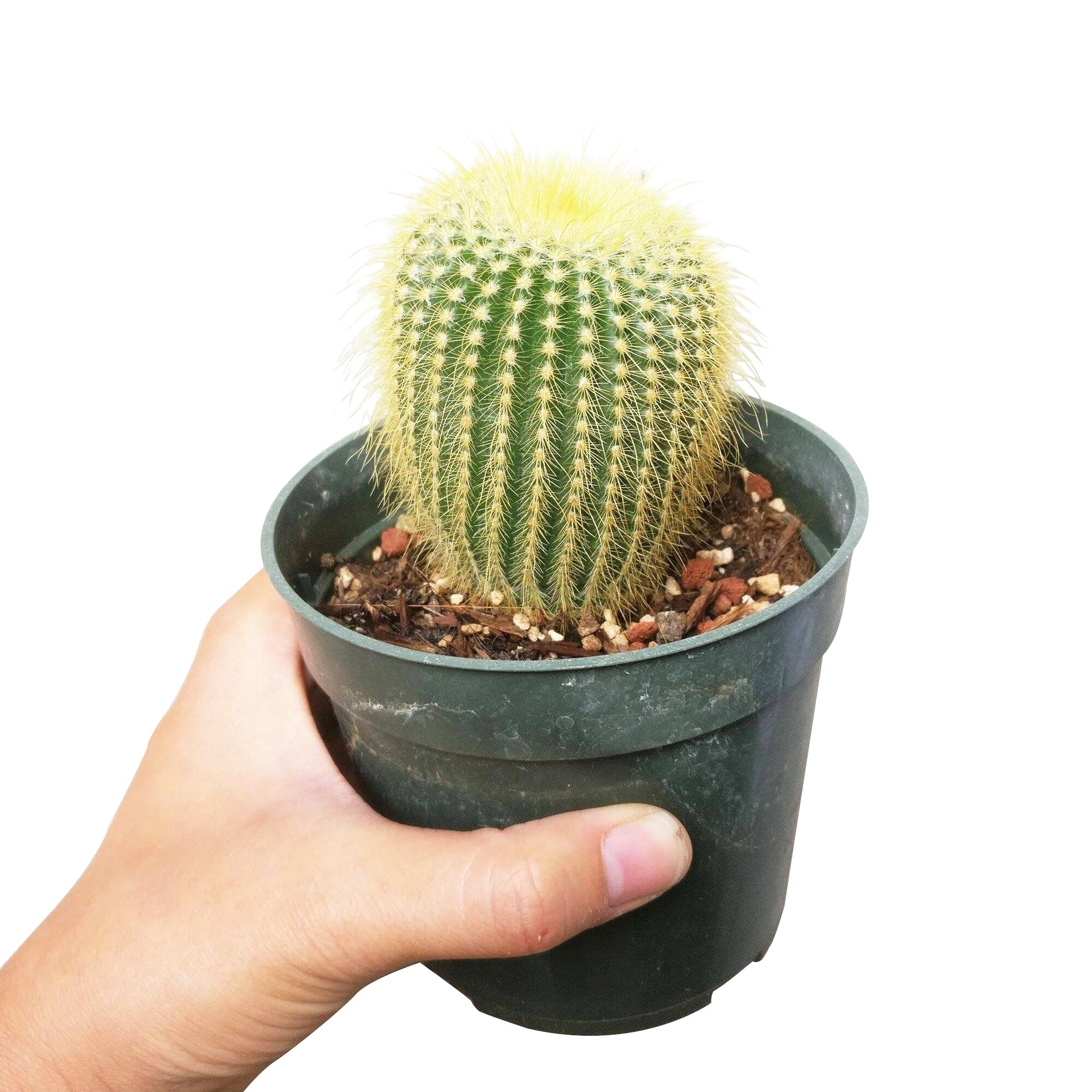 yellow succulents for sale Golden Ball Cactus - Lemon Ball