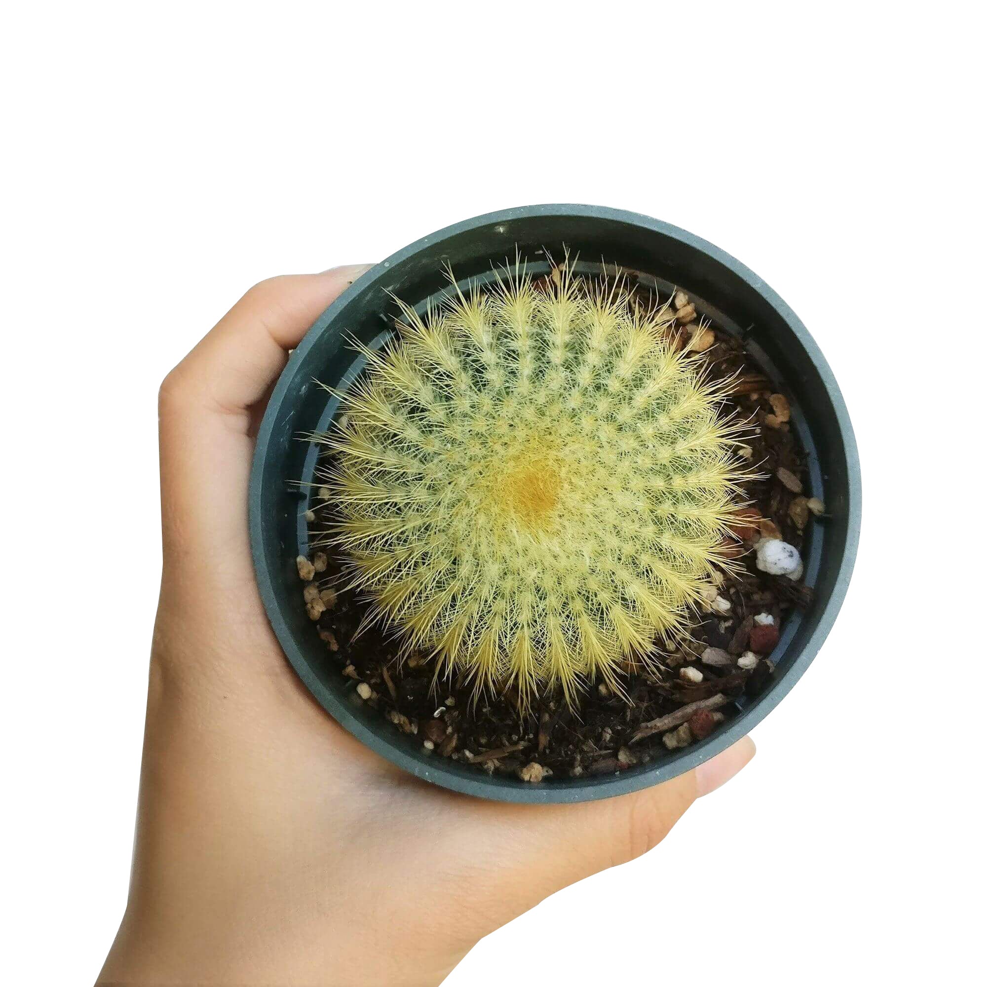 succulent ball for sale Golden Ball Cactus - Lemon Ball