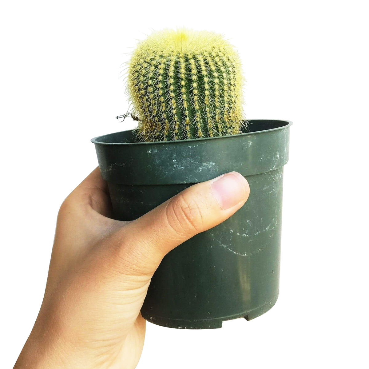 Golden ball cactus for sale, Lemon Ball cactus in California, Succulents, cactus, succulent plant, succulent care, indoor succulents, succulents garden, succulent subscription, monthly succulents, succulent care guide, Succulents shop near me, how to grow succulents, succulents shop in California, succulents store in CA, cactus, cactus succulent, succulent cactus, cacti, cactus and succulents, succulents box, succulent shop, buy succulents online