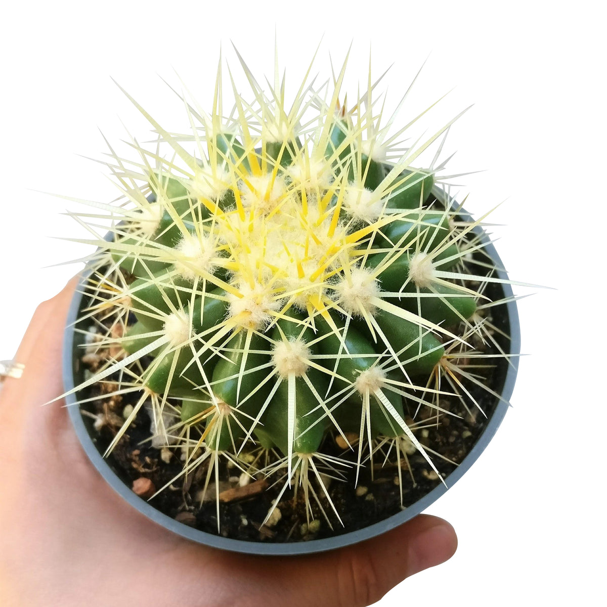 Golden barrel cactus, how to grow Echinocactus grusonii, indoor succulents, succulents garden, succulent subscription, monthly succulents, succulent care guide, succulent care tips, outdoor succulents, Succulents shop near me, how to grow succulents, succulents shop in California, cactus, cactus succulent, succulent cactus, cacti, cactus and succulents, succulents box, succulent shop, buy succulents online