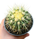 Golden barrel cactus, how to grow Echinocactus grusonii, indoor succulents, succulents garden, succulent subscription, monthly succulents, succulent care guide, succulent care tips, outdoor succulents, Succulents shop near me, how to grow succulents, succulents shop in California, cactus, cactus succulent, succulent cactus, cacti, cactus and succulents, succulents box, succulent shop, buy succulents online