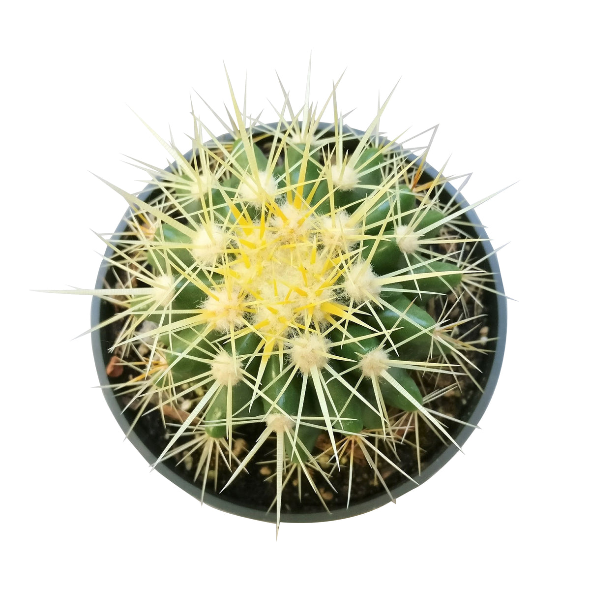 Golden barrel cactus, how to grow Echinocactus grusonii, indoor succulents, succulents garden, succulent subscription, monthly succulents, succulent care guide, succulent care tips, outdoor succulents, Succulents shop near me, how to grow succulents, succulents shop in California, cactus, cactus succulent, succulent cactus, cacti, cactus and succulents, succulents box, succulent shop, buy succulents online
