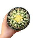 Golden barrel cactus, how to grow Echinocactus grusonii, indoor succulents, succulents garden, succulent subscription, monthly succulents, succulent care guide, succulent care tips, outdoor succulents, Succulents shop near me, how to grow succulents, succulents shop in California, cactus, cactus succulent, succulent cactus, cacti, cactus and succulents, succulents box, succulent shop, buy succulents online