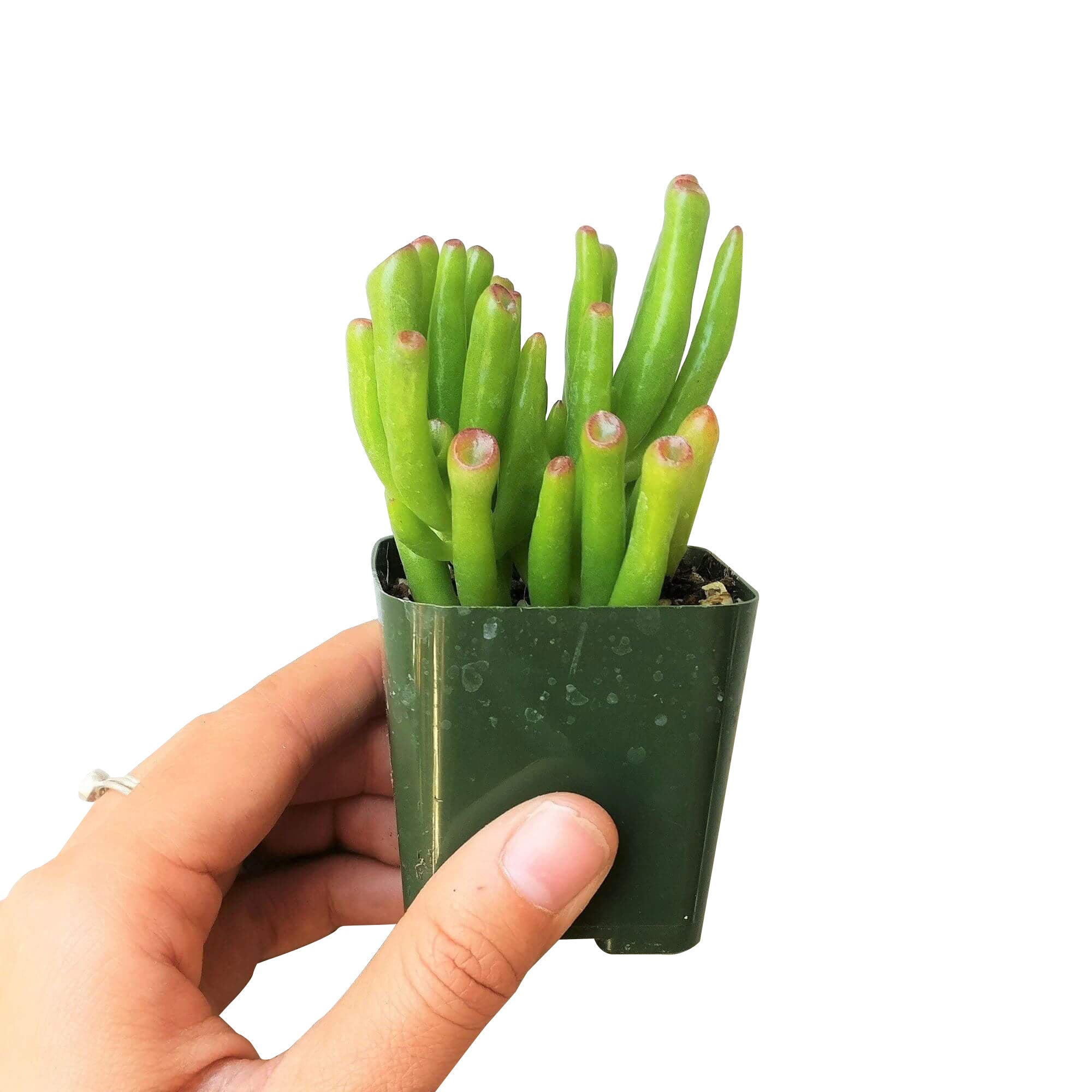 gollum jade plant for sale Gollum Jade Crassula