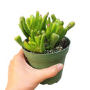 Crassula Ovata Gollum Jade Succulent for sale, Lucky plant for home decor, Live succulent gift ideas, Christmas succulent decor ideas