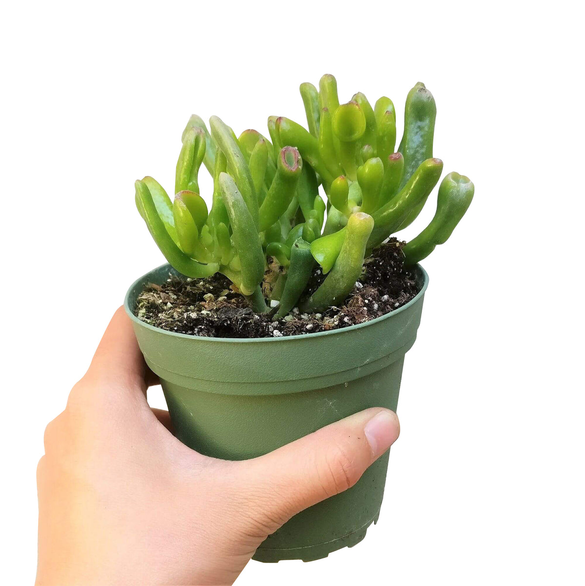 jade plant care, indoor succulents, succulent subscription, succulent care guide, succulent plant, cactus, succulents garden, Succulents, monthly succulents, jade plant in California, How to grow jade plant, crassula, crassula plant, crassula succulent, crassula types, crassula varieties, types of crassula, crassula species, crassulas, succulent crassula, dwarf jade plant, jade plant for sale, lucky plant for sale, money tree for sale