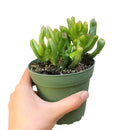 Crassula Ovata Gollum Jade Succulent for sale, Lucky plant for home decor, Live succulent gift ideas, Christmas succulent decor ideas