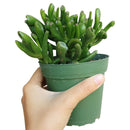 Crassula Ovata Gollum Jade Succulent for sale, Lucky plant for home decor, Live succulent gift ideas, Christmas succulent decor ideas