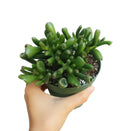 Crassula Ovata Gollum Jade Succulent for sale, Lucky plant for home decor, Live succulent gift ideas, Christmas succulent decor ideas