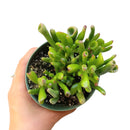 Crassula Ovata Gollum Jade Succulent for sale, Lucky plant for home decor, Live succulent gift ideas, Christmas succulent decor ideas