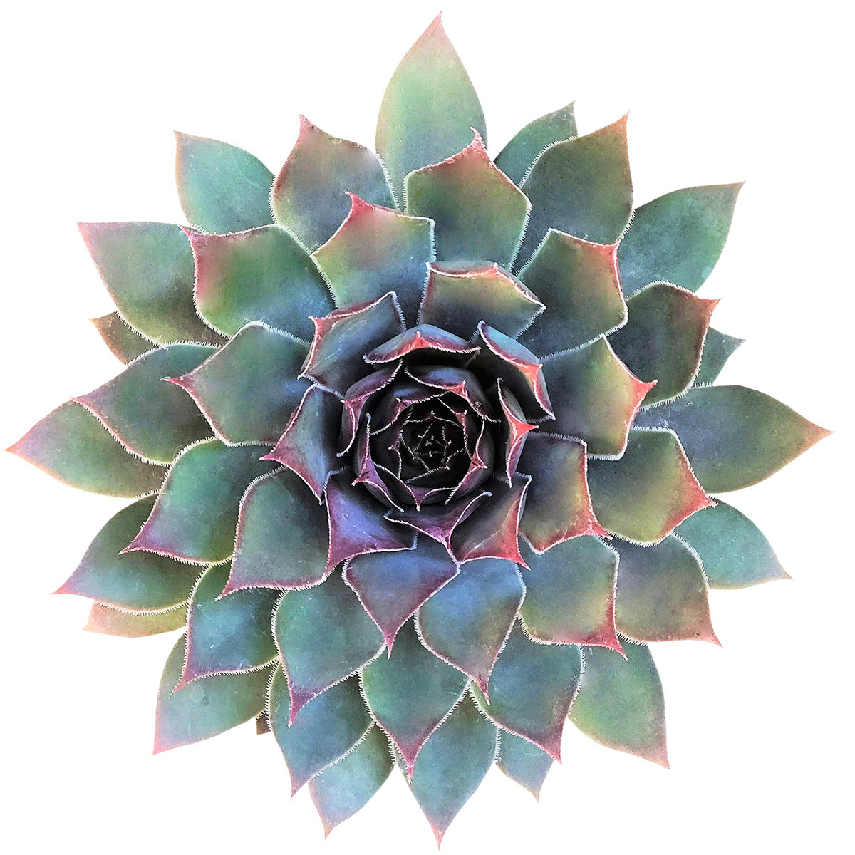 succulent looks like grapes Sempervivum Grape Tone for Sale | Succulent Care
