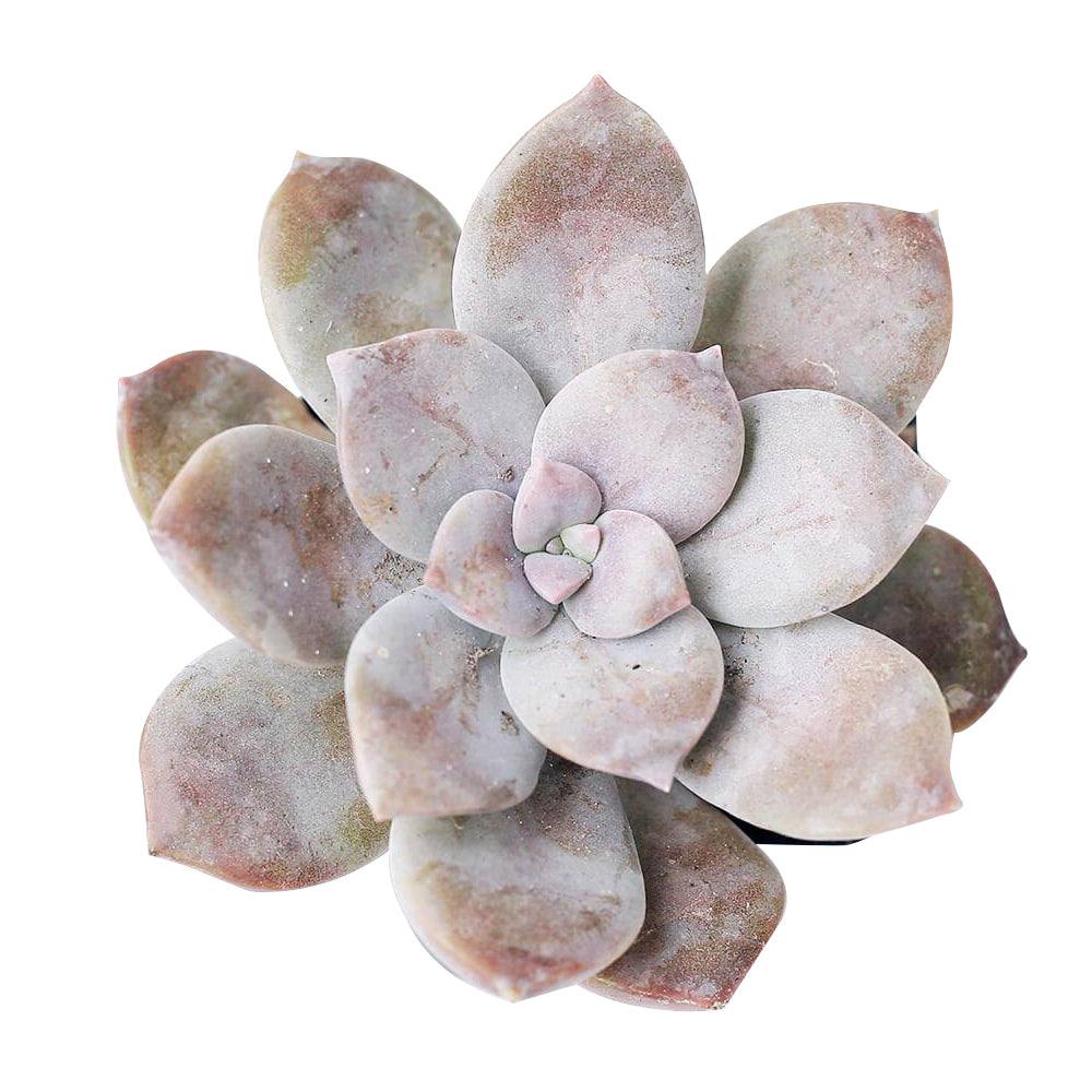 Graptopetalum Superbum, Rare succulents, succulent plant, succulents shop in California, indoor succulents, succulent subscription, Succulents, succulent care tips, monthly succulents, Graptopetalum Plant in California, How to grow Graptopetalum Plant, rare succulents, rare succulents for sale, unique succulents, buy succulents online, rare succulent, succulent shop, unusual succulents, succulent store, succulents online