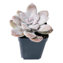  succulent nursery, succulent box, rare succulents, rare succulents for sale, unique succulents, buy succulents online, rare succulent, succulent shop, unusual succulents, succulent store, succulents online