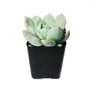 succulents store in CA, succulent subscription, succulent plant, Graptoveria Moonglow in California, How to grow Graptoveria Moonglow, rare succulents, rare succulents for sale, unique succulents, buy succulents online, rare succulent, succulent shop, unusual succulents, succulent store, succulents online