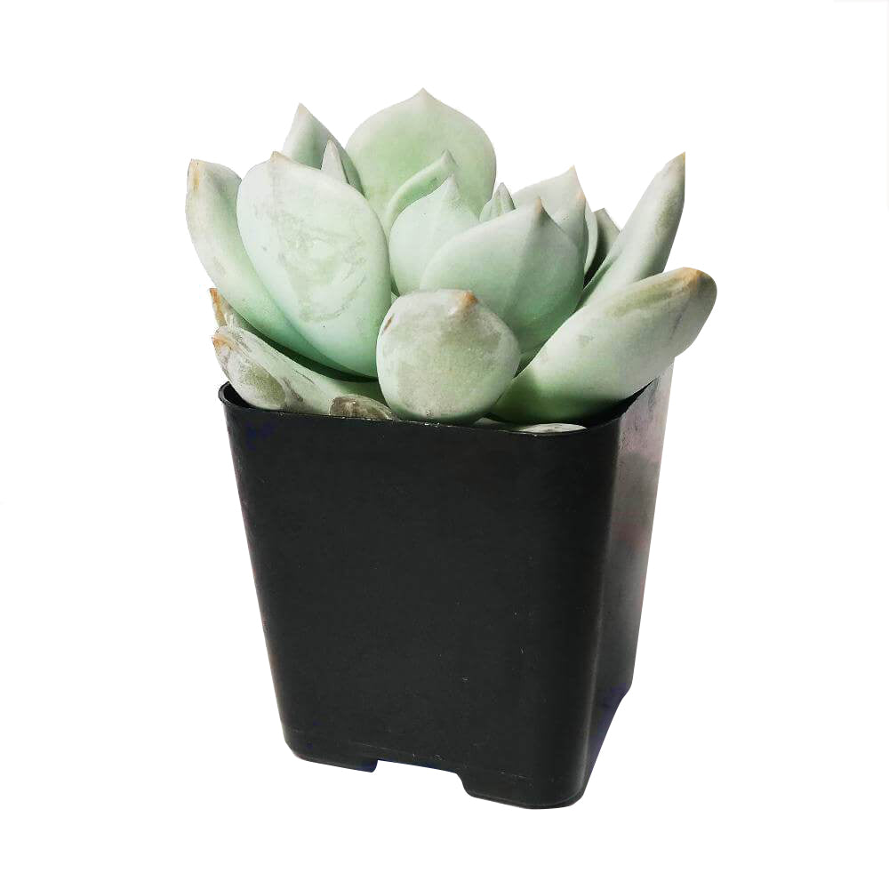 Graptoveria Moonglow for Sale, succulents garden, indoor succulents, succulents shop in California, succulent care guide, monthly succulents, succulents store in CA, succulent subscription, succulent plant, Graptoveria Moonglow in California, How to grow Graptoveria Moonglow, rare succulents, rare succulents for sale, unique succulents, buy succulents online, rare succulent, succulent shop, unusual succulents, succulent store, succulents online