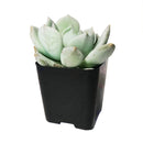succulents store in CA, succulent subscription, succulent plant, Graptoveria Moonglow in California, How to grow Graptoveria Moonglow, rare succulents, rare succulents for sale, unique succulents, buy succulents online, rare succulent, succulent shop, unusual succulents, succulent store, succulents online