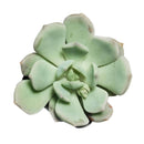 succulents store in CA, succulent subscription, succulent plant, Graptoveria Moonglow in California, How to grow Graptoveria Moonglow, rare succulents, rare succulents for sale, unique succulents, buy succulents online, rare succulent, succulent shop, unusual succulents, succulent store, succulents online