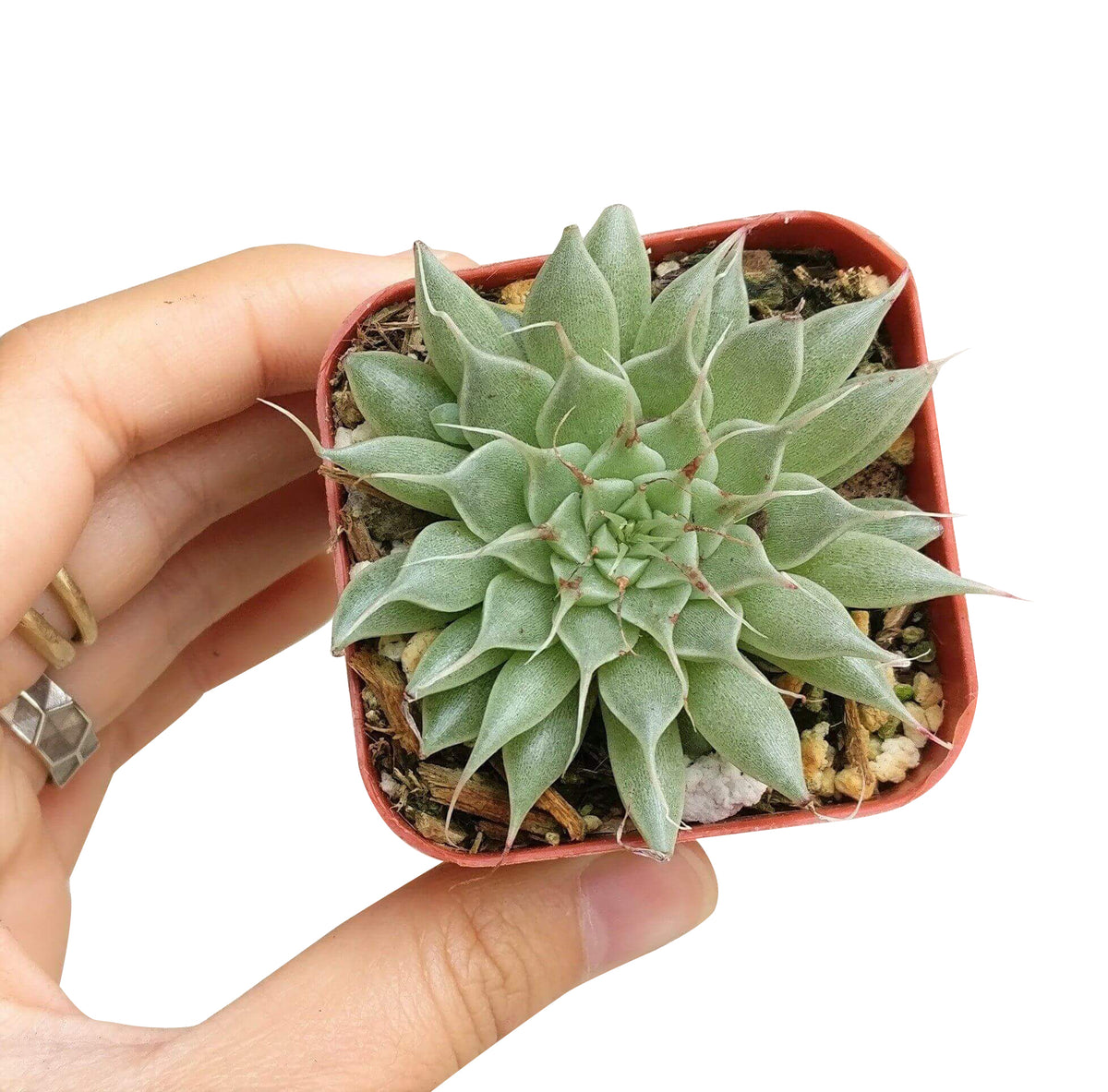 Graptoveria silver star, echeveria, echeveria succulent, echeveria types, succulent echeveria, buy succulents online, succulent shop, succulent store, echeveria plant