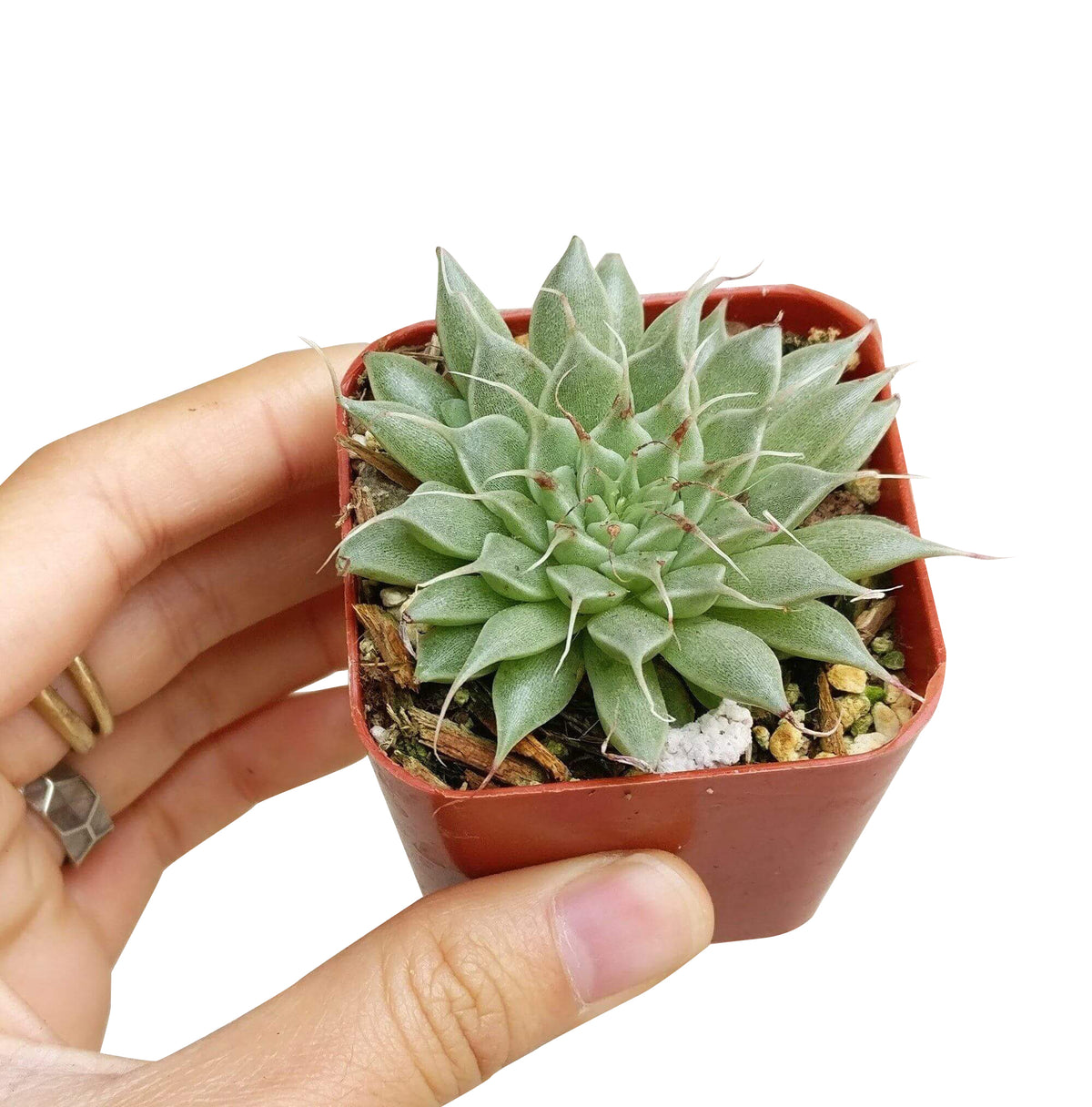 Graptoveria silver star, echeveria, echeveria succulent, echeveria types, succulent echeveria, buy succulents online, succulent shop, succulent store, echeveria plant