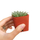 Graptoveria silver star, echeveria, echeveria succulent, echeveria types, succulent echeveria, buy succulents online, succulent shop, succulent store, echeveria plant