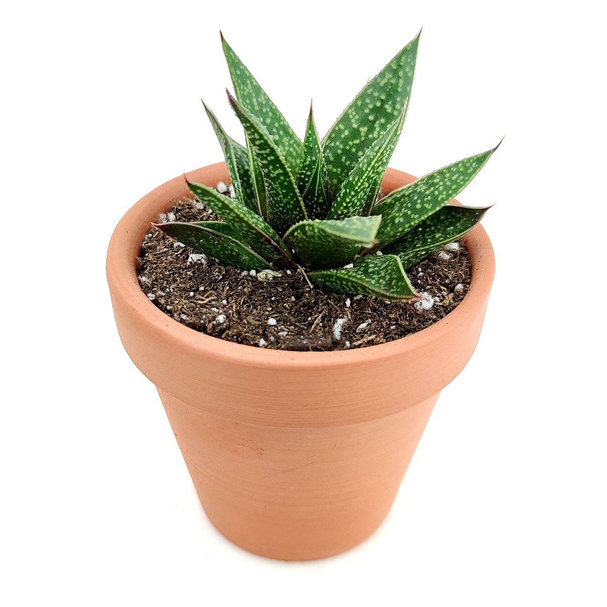 Gasteria Flow Aloe for sale, Rare succulents, succulent care tips, Succulents shop near me, succulent plant, monthly succulents, indoor succulents, succulent subscription, succulents store in CA, Gasteria Flow Aloe in California, How to grow Gasteria Flow Aloe, Lace Aloe