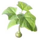 how to grow succulents, succulents shop in California, Rare succulents, indoor succulents, succulents garden, succulent subscription, monthly succulents, succulent care guide, Blob Plant, Pregnant Pancake succulent in CA, rare succulents, rare succulents for sale, unique succulents, buy succulents online, rare succulent, succulent shop, unusual succulents, succulent store, succulents online