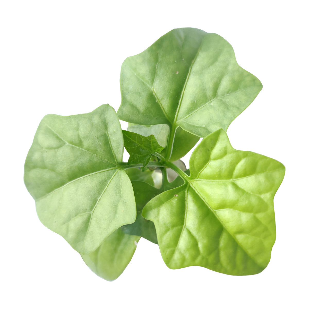 how to grow succulents, succulents shop in California, Rare succulents, indoor succulents, succulents garden, succulent subscription, monthly succulents, succulent care guide, Blob Plant, Pregnant Pancake succulent in CA, rare succulents, rare succulents for sale, unique succulents, buy succulents online, rare succulent, succulent shop, unusual succulents, succulent store, succulents online