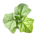 how to grow succulents, succulents shop in California, Rare succulents, indoor succulents, succulents garden, succulent subscription, monthly succulents, succulent care guide, Blob Plant, Pregnant Pancake succulent in CA, rare succulents, rare succulents for sale, unique succulents, buy succulents online, rare succulent, succulent shop, unusual succulents, succulent store, succulents online