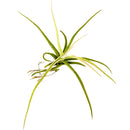 Tillandsia Glabrior Air Plant for sale, How to care for Tillandsia Glabrior Air Plant, How to grow Tillandsia Glabrior Air Plant indoor, Air plants gift ideas, Air plants home decor ideas, Live air plants for gifts